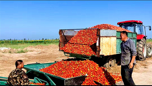 衡安番茄收购系统